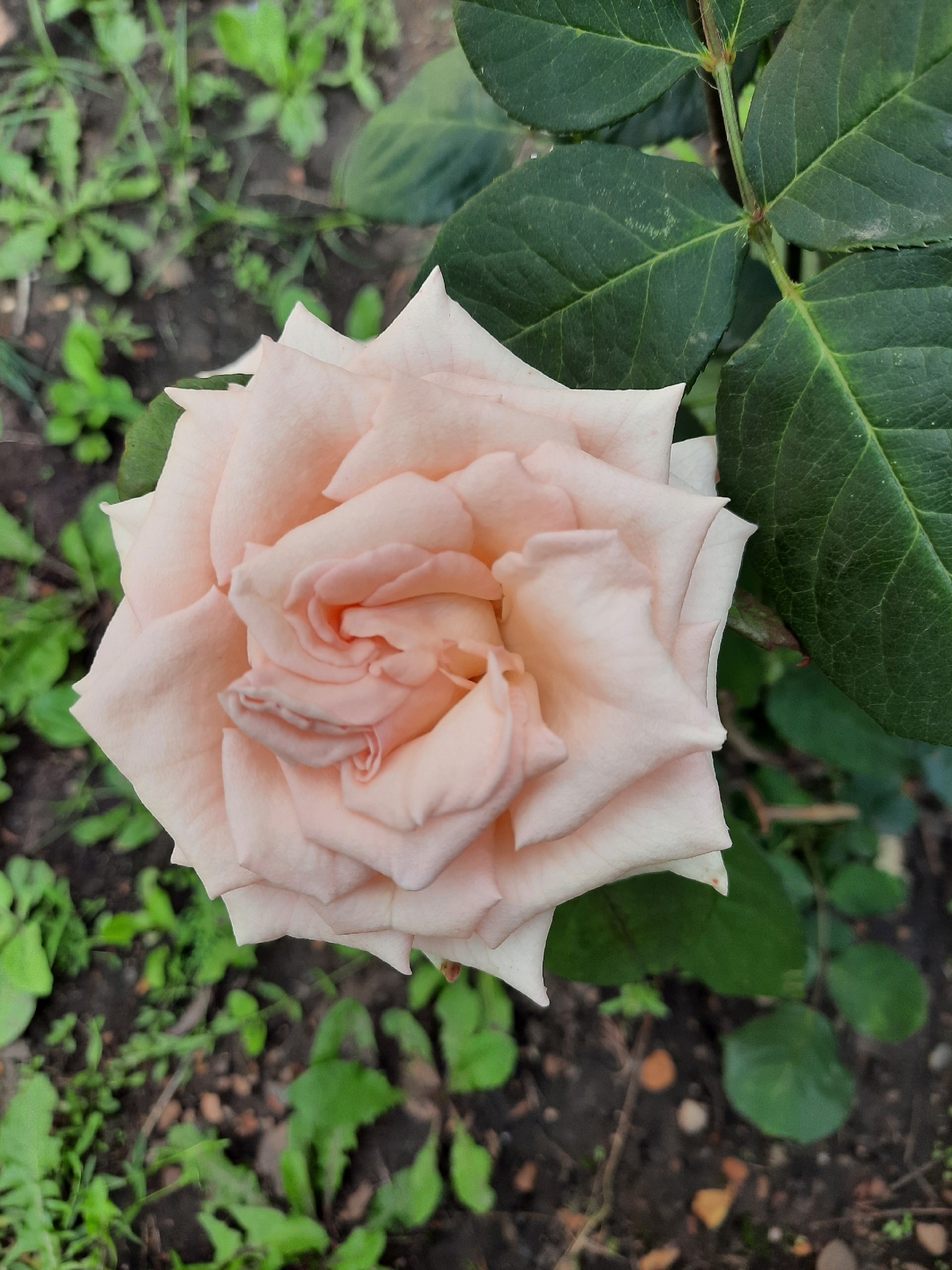 Баҡсамда - рауза сәскәләре