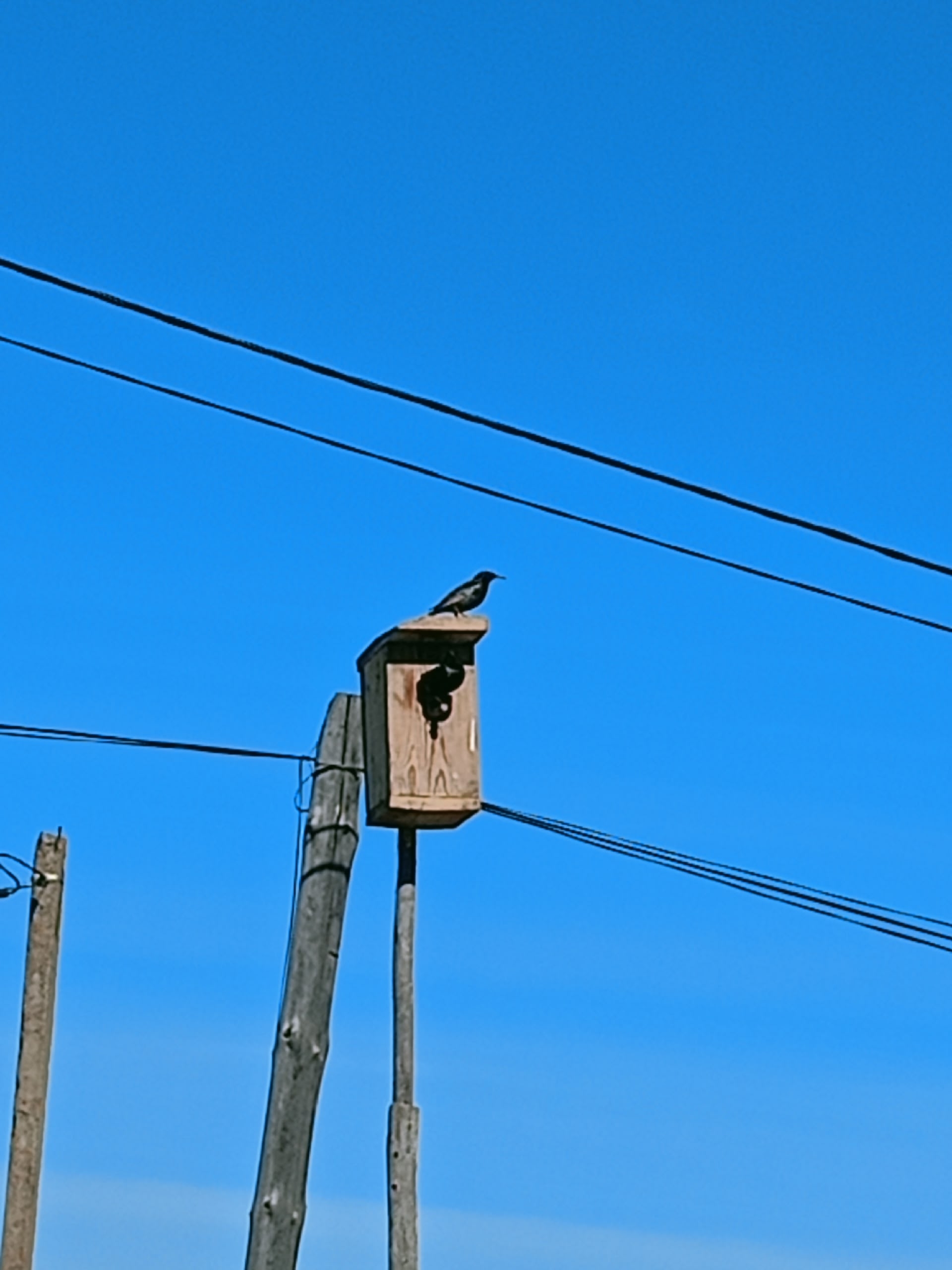 Сыйырсығым ҡайтты